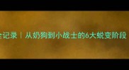 卡斯罗成长全记录从奶狗到小战士的6大蜕变阶段附护理指南