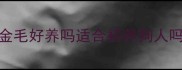 金毛好养吗适合初养狗人吗