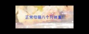 正常母猫八个月体重