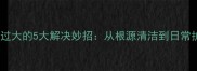 泰迪犬体味过大的5大解决妙招从根源清洁到日常护理全攻略