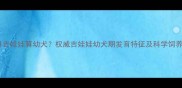 五个月吉娃娃算幼犬权威吉娃娃幼犬期发育特征及科学饲养指南