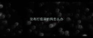 没有打疫苗的狗怎么办