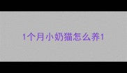 1个月小奶猫怎么养