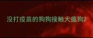 没打疫苗的狗狗接触犬瘟狗