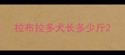 拉布拉多犬长多少斤
