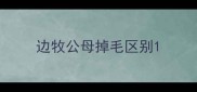 边牧公母掉毛区别