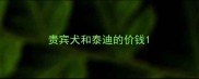 贵宾犬和泰迪的价钱