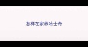 怎样在家养哈士奇