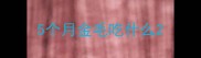 5个月金毛吃什么