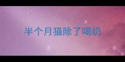 半个月猫除了喝奶