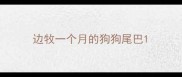 边牧一个月的狗狗尾巴