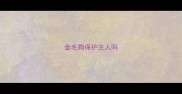 金毛狗保护主人吗