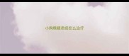 小狗眼睛溃疡怎么治疗