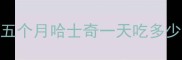 五个月哈士奇一天吃多少