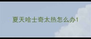 夏天哈士奇太热怎么办