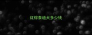 红棕泰迪犬多少钱