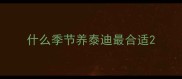 什么季节养泰迪最合适