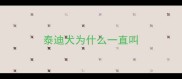 泰迪犬为什么一直叫