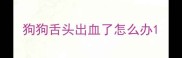 狗狗舌头出血了怎么办