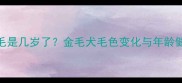 金毛犬眼角白毛是几岁了金毛犬毛色变化与年龄健康的科学解读