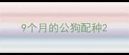 9个月的公狗配种