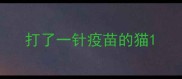 打了一针疫苗的猫