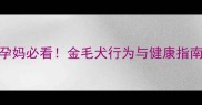 孕期梦到金毛舔手孕妈必看金毛犬行为与健康指南附科学养宠清单