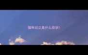 猫咪站立是什么症状