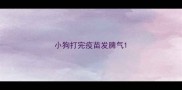 小狗打完疫苗发脾气