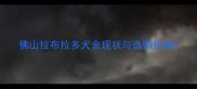 佛山拉布拉多犬舍现状与选购指南