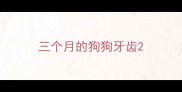三个月的狗狗牙齿
