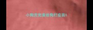 小狗洗完澡给狗打疫苗