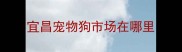 宜昌宠物狗市场在哪里