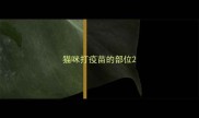 猫咪打疫苗的部位