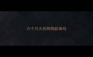 六个月大的狗狗能做吗