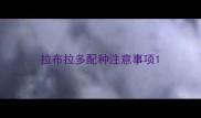 拉布拉多配种注意事项