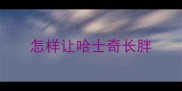 怎样让哈士奇长胖