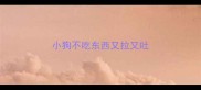 小狗不吃东西又拉又吐