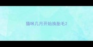 猫咪几月开始换胎毛