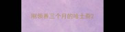 刚领养三个月的哈士奇