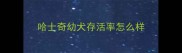 哈士奇幼犬存活率怎么样