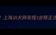 拉布拉多幼犬咬人上海训犬师亲授3步矫正法附训练视频教程