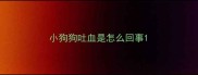 小狗狗吐血是怎么回事