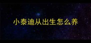 小泰迪从出生怎么养