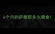 6个月的萨摩耶多久喂食