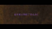 金毛被土狗咬了怎么办