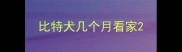 比特犬几个月看家