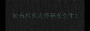 拉布拉多犬怀孕多久生