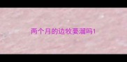 两个月的边牧要溜吗