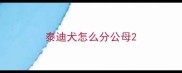 泰迪犬怎么分公母